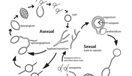 A review of Phytophthora root rot in blueberry